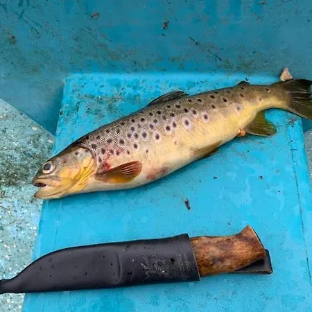 Fjelltun סוגנדל